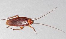 34583_american_cockroach.jpg