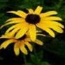 34583_black_eyed_susan-perennial.jpg