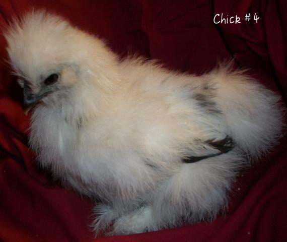 34583_chick_no_4_pic_1.jpg