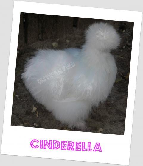 34583_cinderella2.jpg
