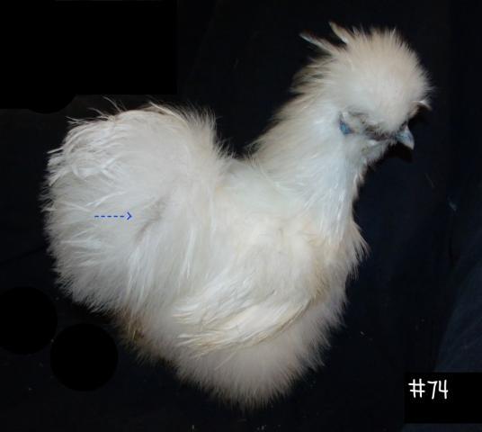 34583_cockerel_74.jpg