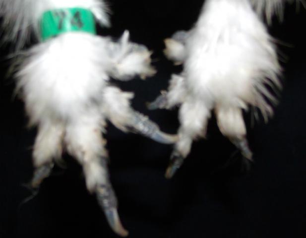 34583_cockerel_74_feet.jpg