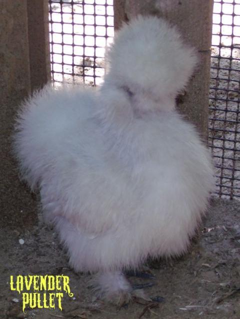 34583_lav_pullet.jpg