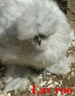 34583_lav_roo_cheryl_2_foot_feathering_and_crest.jpg