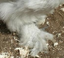 34583_lav_roo_cheryl_foot_feathering.jpg