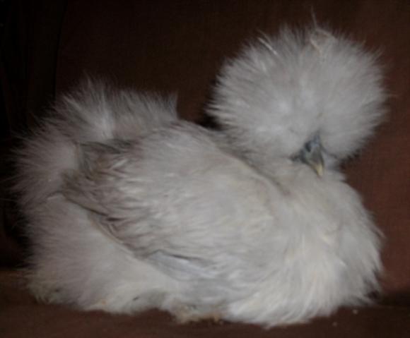 34583_lavender_baby.jpg