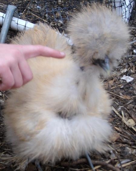34583_lavender_x_buff_showgirl_pullet.jpg