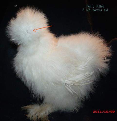34583_paint_pullet.jpg