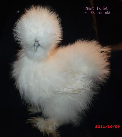 34583_paint_pullet_2.jpg
