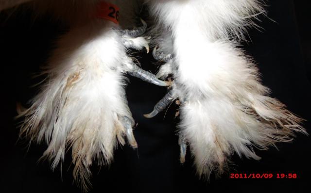 34583_paint_pullet_feet.jpg