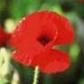 34583_poppy_corn_red-perennial.jpg