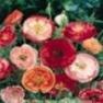 34583_poppy_double_shirley-perennial.jpg