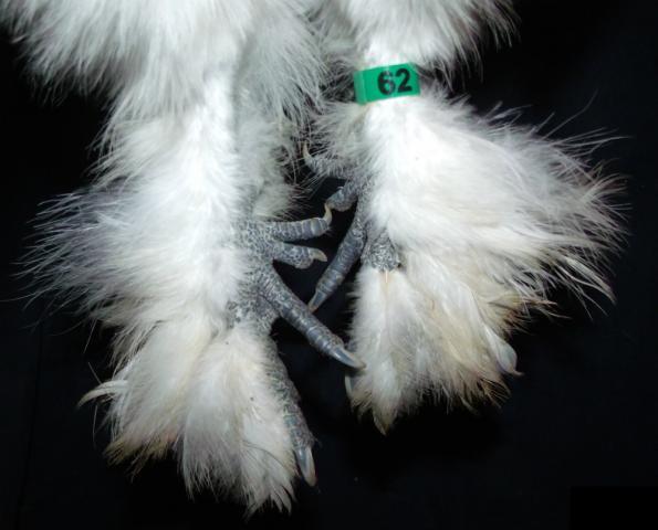 34583_rooster_62_feet.jpg