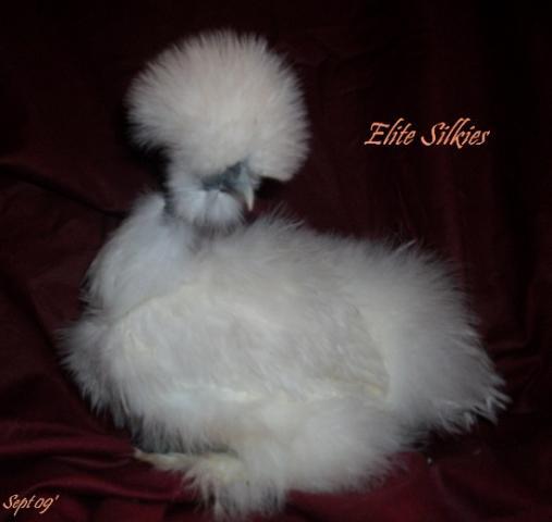 34583_sept_09_arabella_showgirl_pullet.jpg