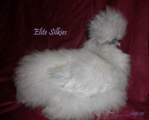 34583_sept_09_lavender_pullet.jpg