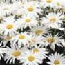 34583_shasta_daisies-perennial.jpg