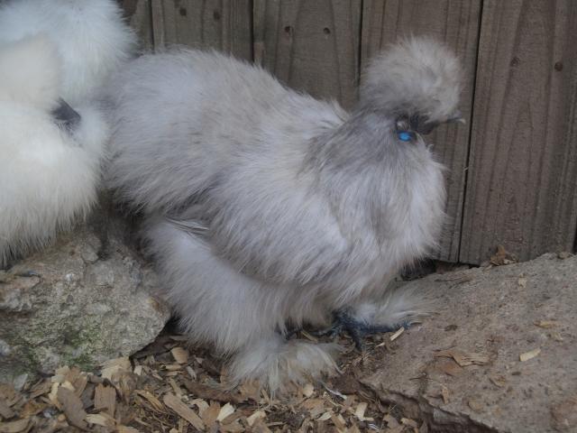 34583_silkies_and_aussies_046.jpg