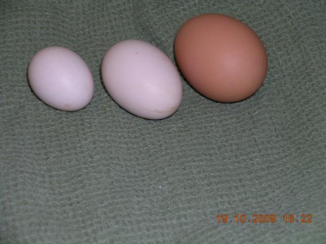 34635_013_640x480.jpg