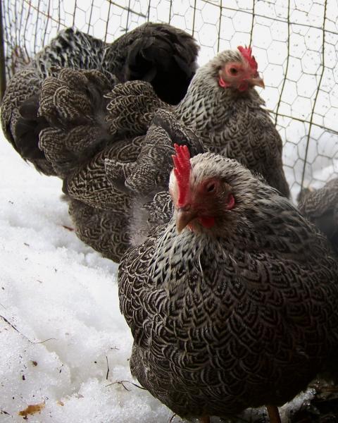 34651_hens4.jpg