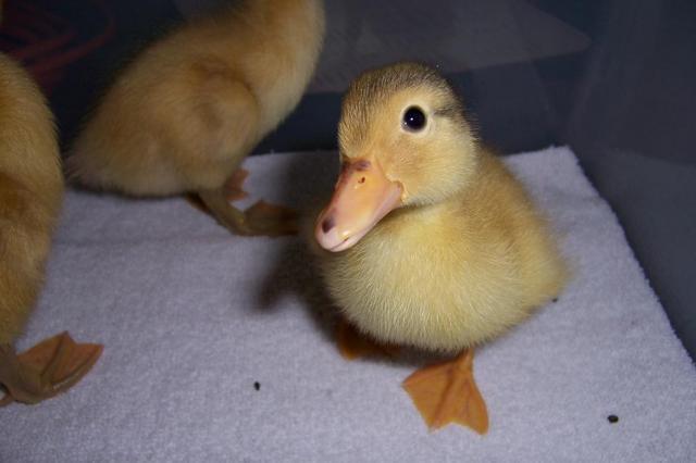 34686_duckaruckle_1.jpg