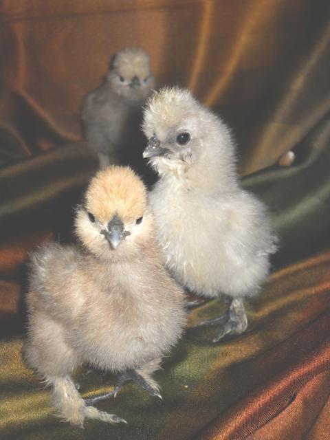 34695_chickens_4-12-11_064.jpg