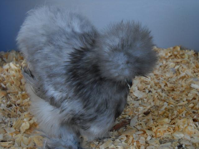 34695_new_silkies_10-10_006.jpg