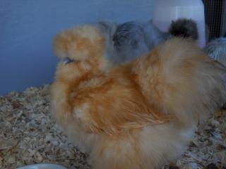 34695_new_silkies_10-10_008.jpg