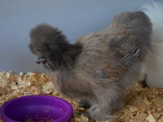 34695_new_silkies_11-23_008.jpg