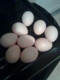 34701_firsteggs.jpg
