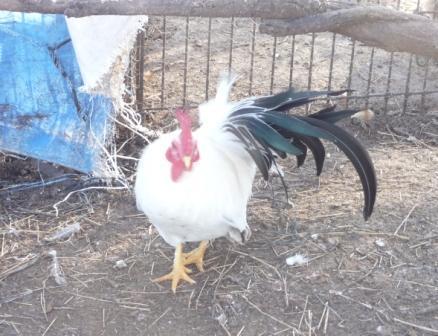 34713_white_bantam_roo.jpg