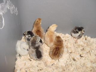 34721_pics_of_our_chickens_002.jpg