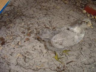 34721_pics_of_our_chickens_038.jpg