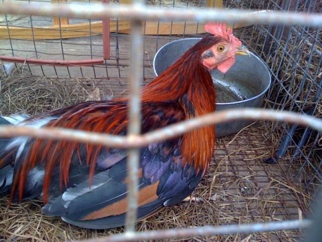 34724_eggs11.jpg