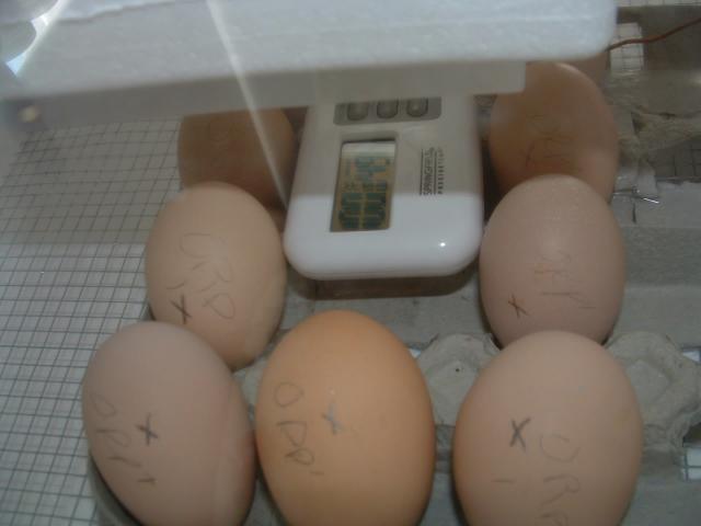 34753_eggs_1.jpg