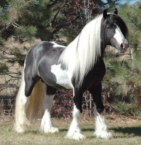 34758_gypsy_vanner.jpg