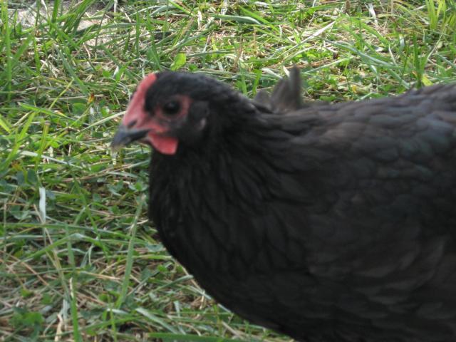 34758_img_2339.jpeg