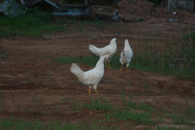 34801_farm_life_011.jpg