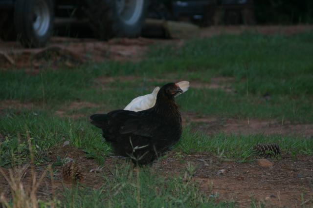 34801_farm_life_025.jpg