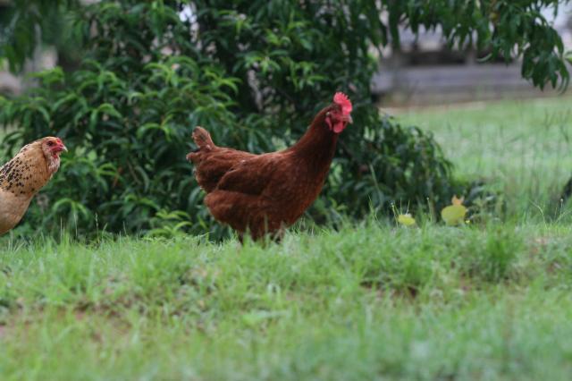 34801_farm_life_038.jpg
