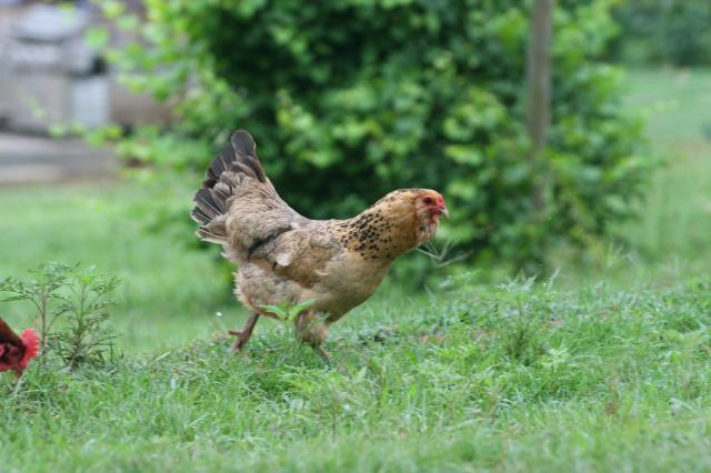 34801_farm_life_039.jpg