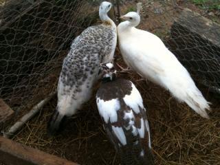 34801_peafowl_4.jpg