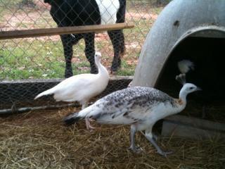34801_peafowl_7.jpg