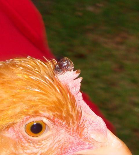 34812_dsc00255.jpg
