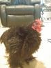 34813_chickenschicksand_eggs_047.jpg