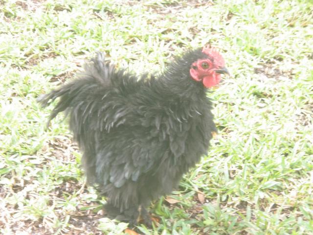 34813_chickenschicksand_eggs_052.jpg