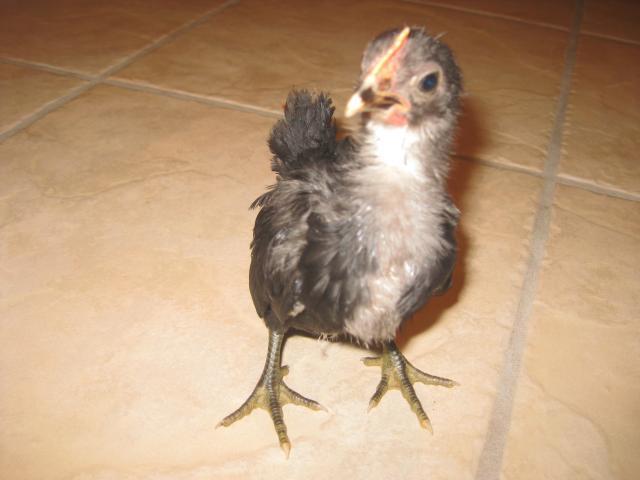 34813_chickenschicksand_eggs_060.jpg