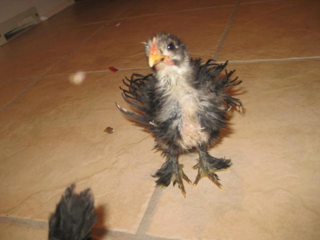 34813_chickenschicksand_eggs_070.jpg