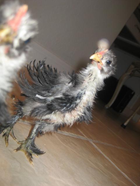 34813_chickenschicksand_eggs_072.jpg