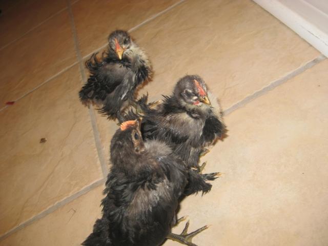 34813_chickenschicksand_eggs_073.jpg