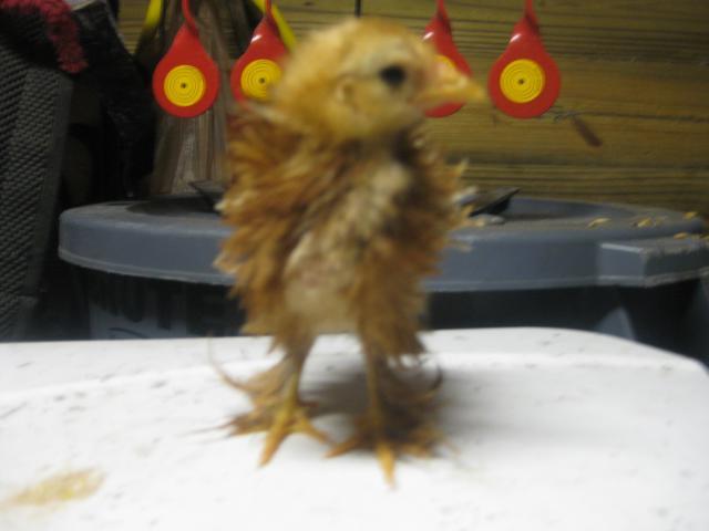34813_chickenschicksand_eggs_082.jpg